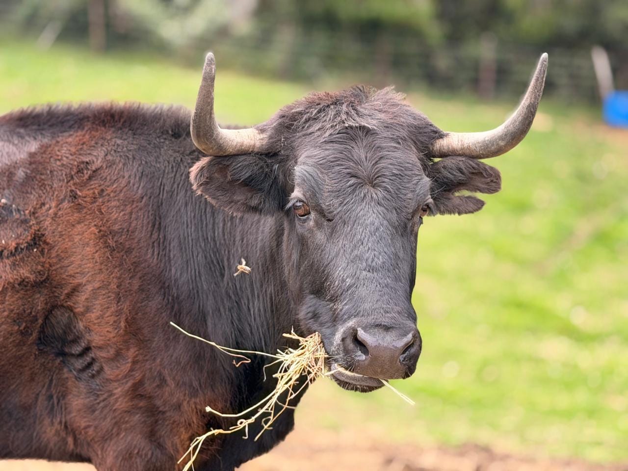 Colombia prohíbe las corridas: pero ¿quién protege realmente a los toros de lidia?