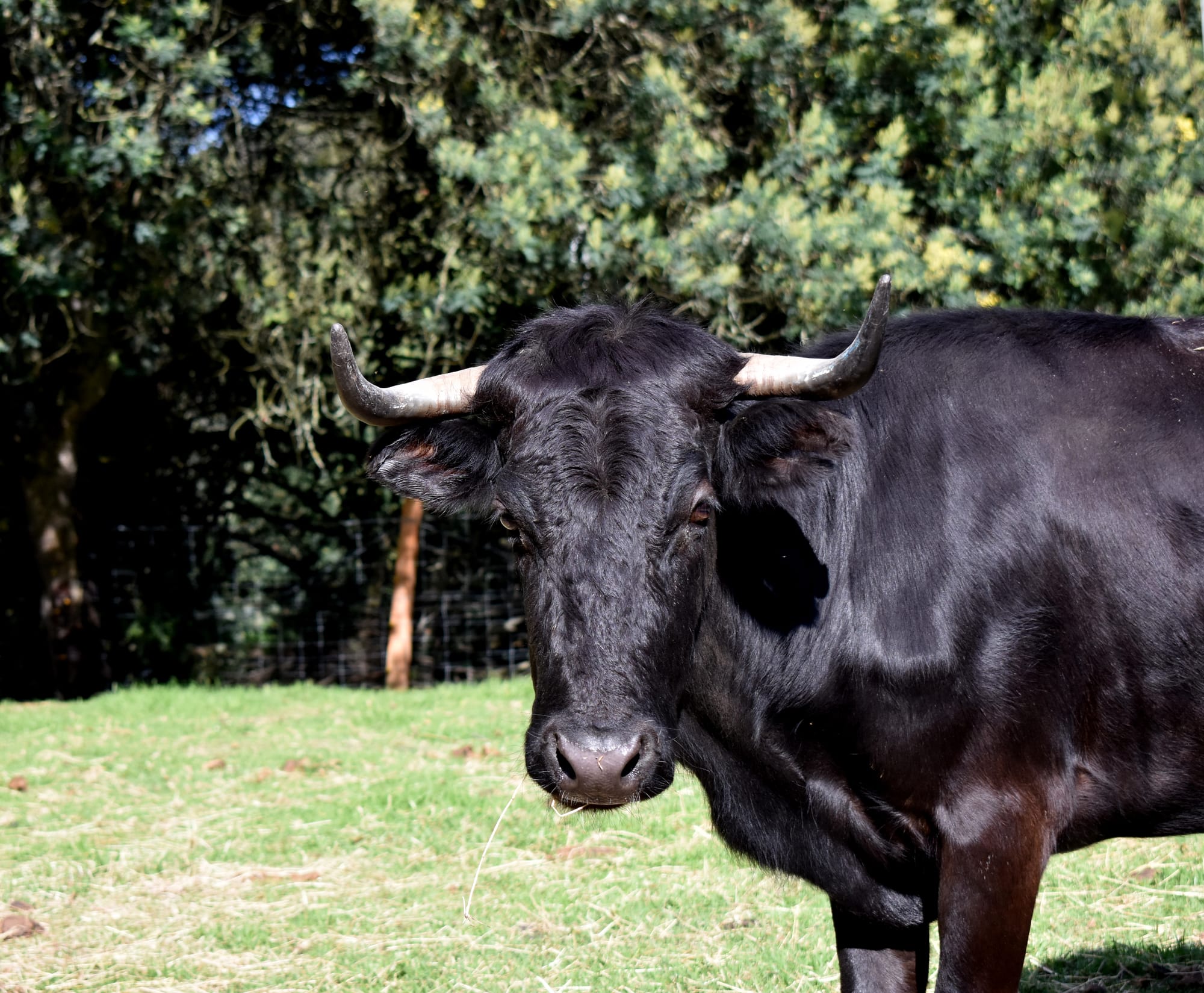 Pandora, una vaca de lidia Domecq, poco después de haber llegado a la Reserva del Toro Bravo