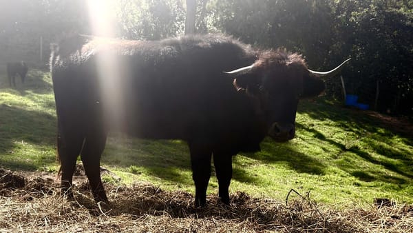 Cassandra, una novilla brava utrera de encaste Domecq, en la Reserva del Toro Bravo